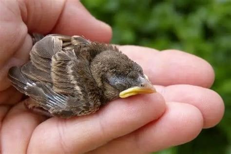 passero appena nato|Passerotto caduto dal nido, cosa mangia, cosa fare e non fare.